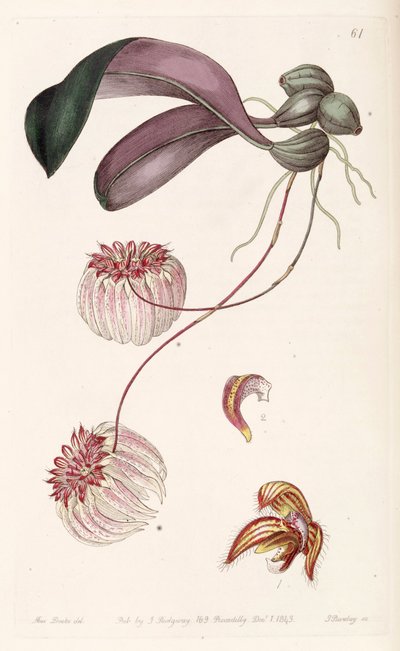 Bulbophyllum auratum von Miss Drake